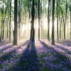 Jumboposter Enchanted Forest, Nr. 12