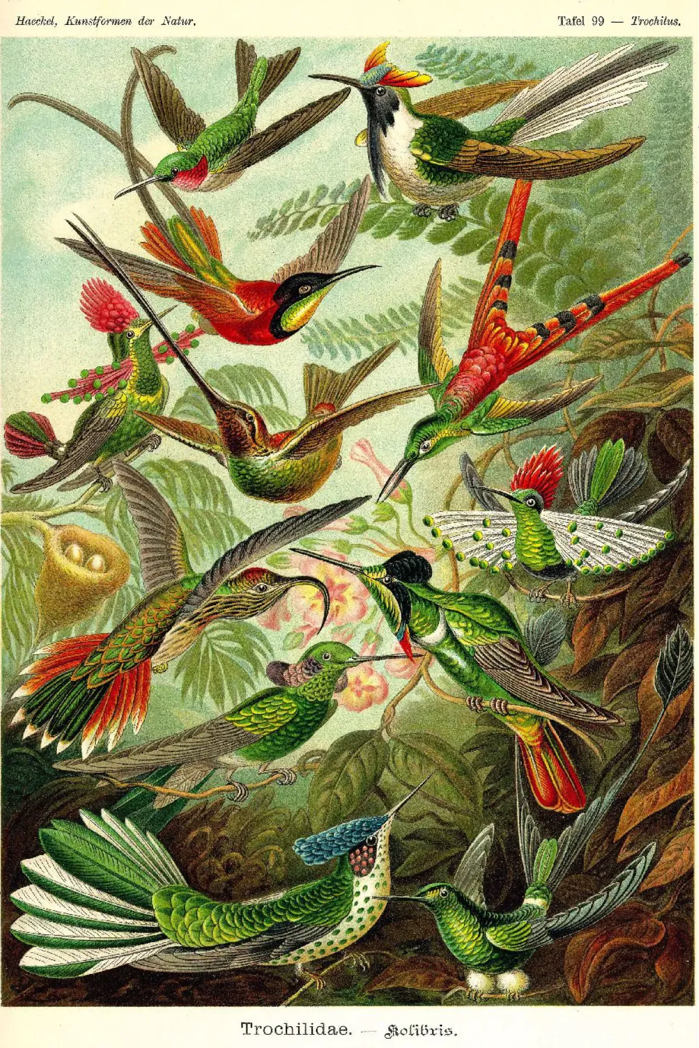 Poster Beautiful Birds, Nr. 66