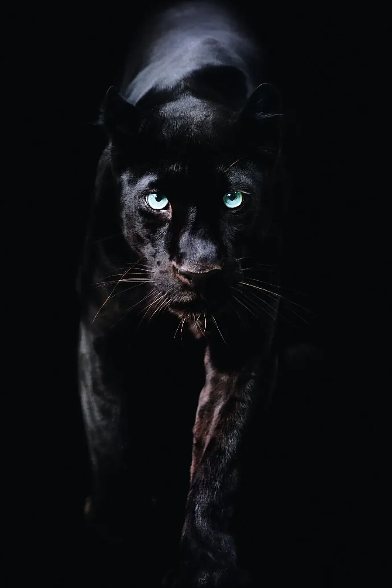 Poster Black Panther, Nr. 179