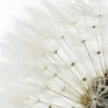 Poster Dandelion - White, Nr. 218
