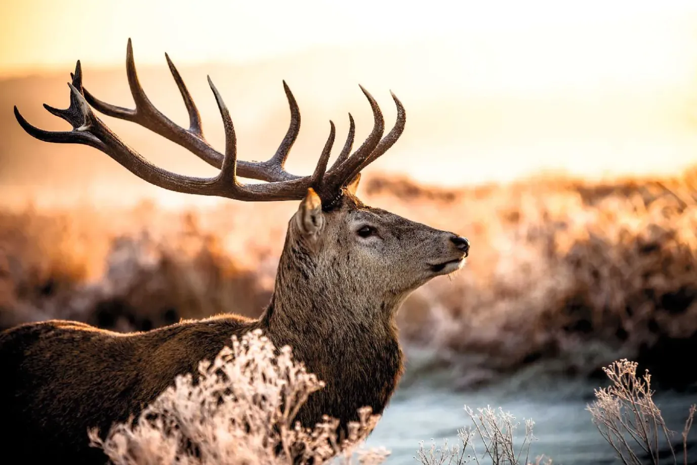Poster Deer In Forest, Nr. 52