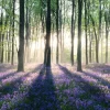 Poster Enchanted Forest, Nr. 11