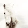 Poster White Horse, Nr. 62