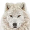 Poster Wolf Head, Nr. 202
