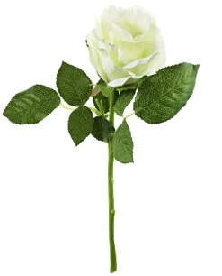 Rose, 30 Cm, Weiß